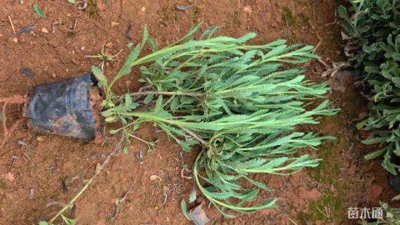 高度20厘米薰衣草