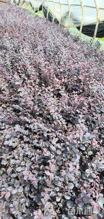 高度20厘米红花继木