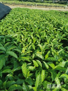 高度25厘米狗牙花