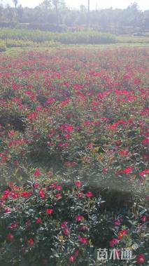 高度50厘米丰花月季