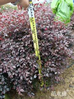 冠幅100厘米红花继木球