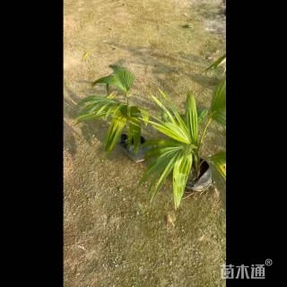 裸干高20厘米矮蒲葵