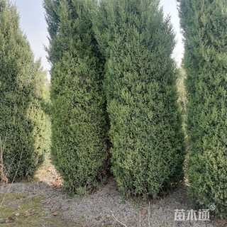 高度3500厘米桧柏