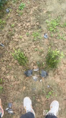 高度25厘米小叶栀子