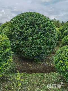 冠幅130厘米小叶女贞球