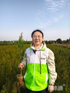 高度30厘米侧柏