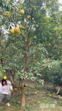 15公分柚子树