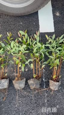 高度50厘米金丝桃