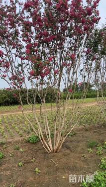 高度400厘米丛生紫薇