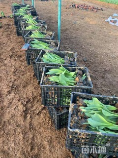 高度20厘米郁金香