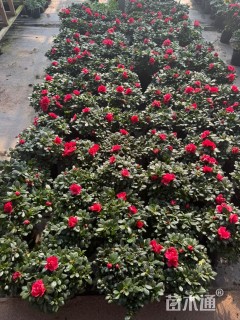 高度25厘米西洋杜鹃