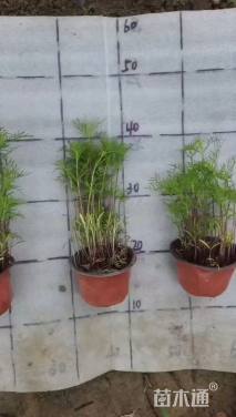 高度15厘米波斯菊