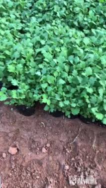 高度25厘米地被菊