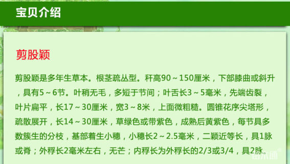 草毯状翦股颖
