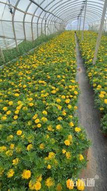 高度25厘米孔雀草