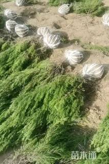 高度100厘米蜀桧