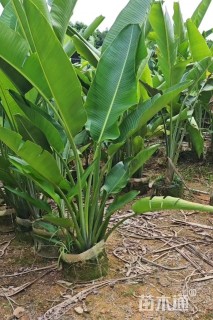 高度150厘米旅人蕉