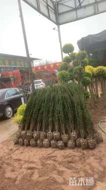 高度150厘米直立冬青