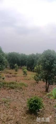 高度300厘米丛生桂花