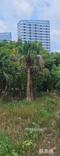 裸干高300厘米蒲葵