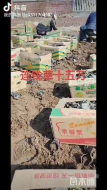 高度10厘米活血丹