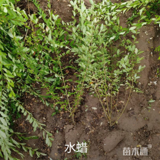 高度30厘米水蜡