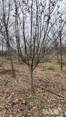 10公分冬红海棠