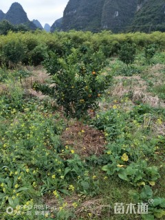 高度150厘米金桔