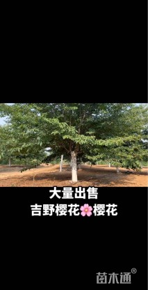 6公分樱花