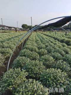 高度60厘米水果兰球