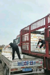 高度20厘米苦草