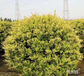 冠幅250厘米金森女贞球