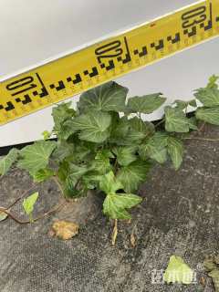 40厘米常春藤