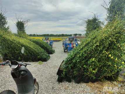 150厘米风车茉莉