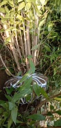 高度120厘米丛生蜡梅