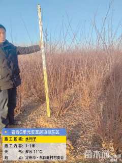 高度150厘米水栒子