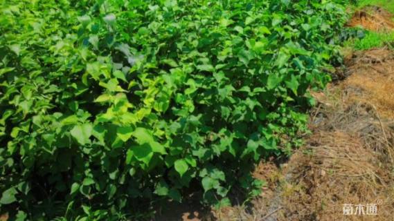 高度15厘米丁香