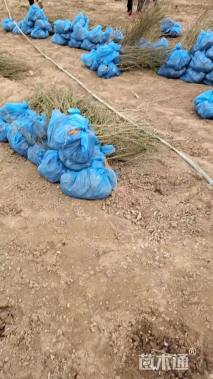 高度60厘米柠条