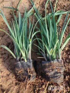 高度25厘米紫露草