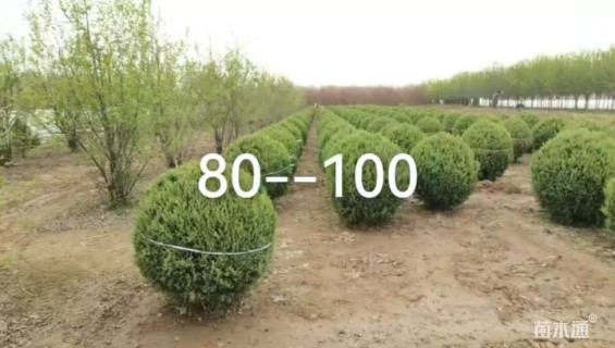 冠幅100厘米桧柏球