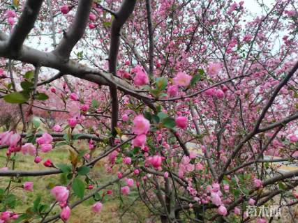 12公分垂丝海棠