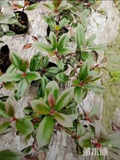 高度30厘米红叶石楠小苗