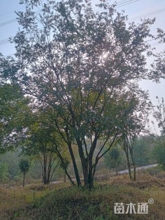 原生苗黄连木