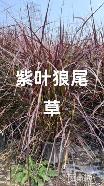 高度40厘米紫叶狼尾草