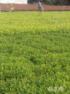 高度40厘米珍珠梅