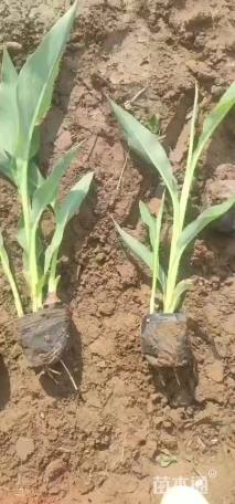 高度15厘米水生美人蕉