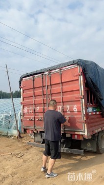 高度80厘米鹤望兰