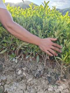 高度29厘米毛鹃