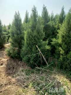 高度150厘米蜀桧