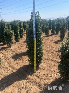 高度160厘米大叶黄杨